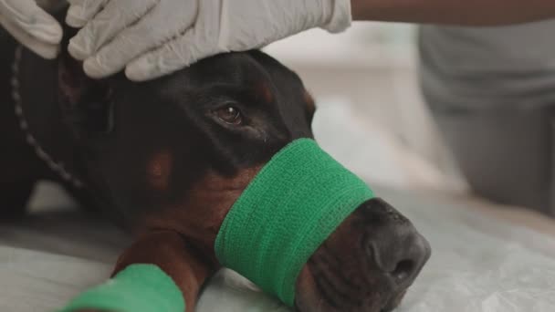 Κοντινό Πλάνο Του Λυπημένου Σκύλου Doberman Επίδεσμο Στο Ρύγχος Και — Αρχείο Βίντεο