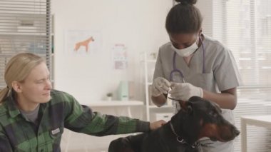 Orta uzunlukta, eldiven ve yüz maskesi takan, şırıngadan hava kabarcıkları çıkaran, klinikte doberman köpeğine iğne yapan, beyaz evcil hayvanı sakinleştiren bir kadın.