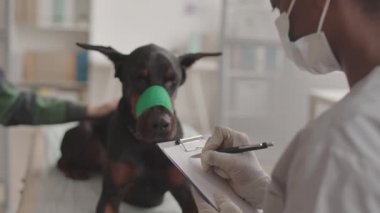 Kırpılmış, tanınmayan bir veteriner tarafından bir kağıt parçasına yazılmış ve yaralı bir Doberman köpeğini sıhhiye ofisinde okşanıyor.