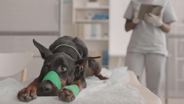 Заблокований Сумний Собака Доберман Пов Язкою Дулі Лапу Лежить Медичному — стокове відео
