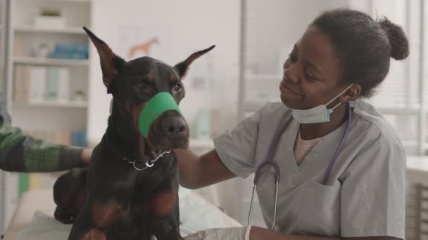 Офіс Жіночого Африканського Ветеринара Рукавицях Сірих Краватках Сидячи Офісі Чіпляючи — стокове відео