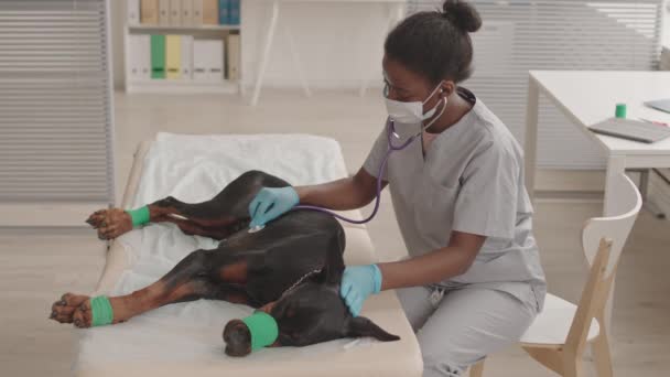Alto Ángulo Doctora Africana Mascotas Usando Guantes Mascarilla Usando Estetoscopio — Vídeos de Stock