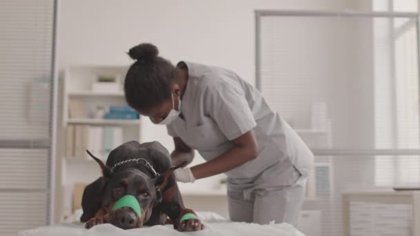 Средний Вид Сбоку Молодой Африканской Ветеринарии Маске Лица Выполняющей Процедуру — стоковое видео