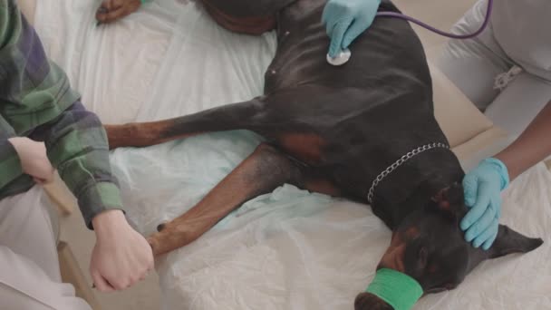 Bovenaanzicht Van Zwarte Doberman Hond Met Verband Muilkorf Liggend Medische — Stockvideo