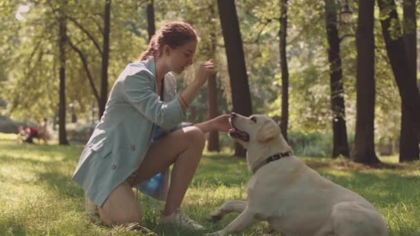 在阳光灿烂的夏季公园里 满眼蓝眼睛的白人女人穿着蓝色的运动衫 与大白狗一起训练和玩耍 — 图库视频影像