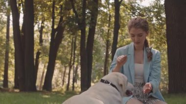 Medium long of young Caucasian woman wearing light-blue blazer, sitting on lawn in sunny park, smiling and training her Labrador Retriever dog