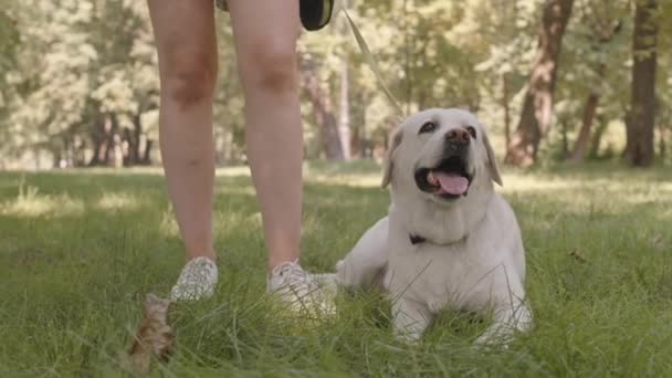 Low Angle Arc Adorable Labrador Retriever Dog Leash Lying Lawn — Stok Video