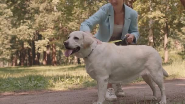 Tracking Side View Young Caucasian Woman Petting Labrador Retriever Dog — Αρχείο Βίντεο