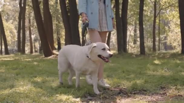Tracking Cropped Unrecognizable Owner Walking Labrador Retriever Leash Sunny Park — Αρχείο Βίντεο