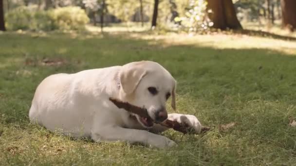 Full Shot Big Labrador Retriever Dog Lying Lawn Park Playing — Stok video
