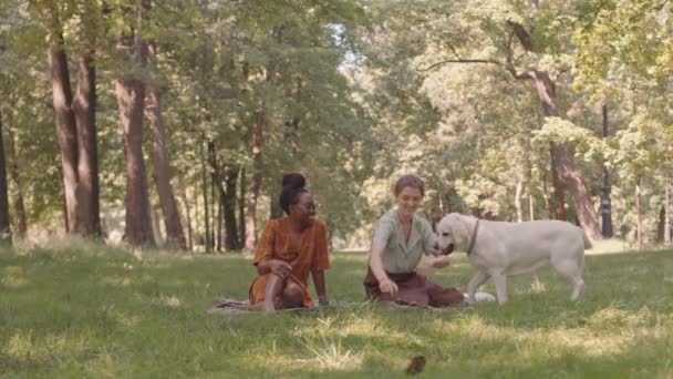 Long Shot Young Caucasian Woman Playing Dog Stick Park Sitting — Αρχείο Βίντεο