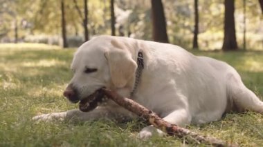Full shot of cute Labrador Retriever dog lying on lawn in park, playing with wooden stick, biting it