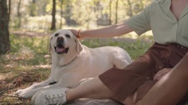 Cropped unrecognizable woman sitting on blanket on lawn in sunny park, petting Labrador Retriever dog