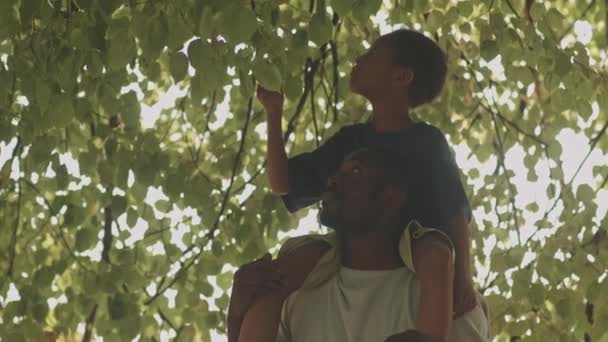 かわいい小さなアフリカ系アメリカ人の男の子の中程度のクローズアップ緑の木の葉に触れる父親の肩の上に座っている晴れた日に公園で屋外に歩く — ストック動画