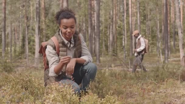 Slowmo Skott Unga Mixed Race Kvinna Plocka Färska Skogsbär Medan — Stockvideo