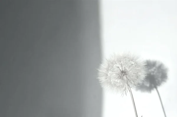 Conceito de verão criativo com inflorescências de dente-de-leão branco e sombra sobre fundo cinza. Close-up — Fotografia de Stock