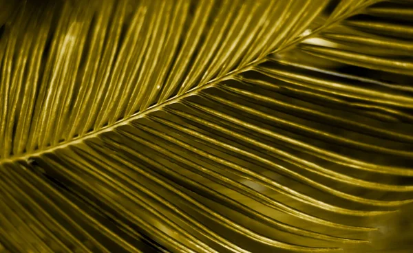 Tropische achtergrond van palmbladeren. Layout sjabloon voor website of tekstontwerp. Close-up Stockfoto