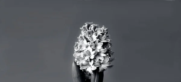Conceito festivo de flor jacinto em plena floração. Dia das Mulheres ou Dia dos Namorados. Modelo simular de cartão de saudação ou design de texto. Close-up — Fotografia de Stock