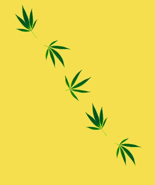 Muster Von Cannabis Auf Gelbem Hintergrund Botanisches Design Organischen Stil — Stockfoto