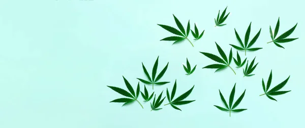 Muster Von Cannabis Auf Blauem Hintergrund Einfaches Blumenarrangement Oder Blumen — Stockfoto