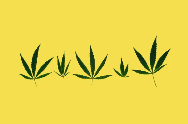 Muster von Cannabis auf gelbem Hintergrund. Einfaches Blumenarrangement oder Blumen im skandinavischen Stil. Trendfarbe 2021. Kreativer Kopierraum. — Stockfoto