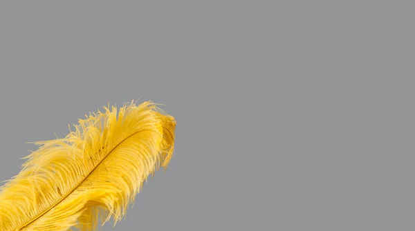 Plumas de avestruz amarillo sobre fondo gris. Concepto chino de año nuevo. Color de moda 2021. Espacio de copia creativa. — Foto de Stock