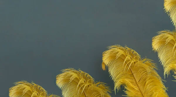 Penas de avestruz amarelas no fundo cinza. Conceito de ano novo chinês. Cor na moda 2021. Espaço de cópia criativa. — Fotografia de Stock