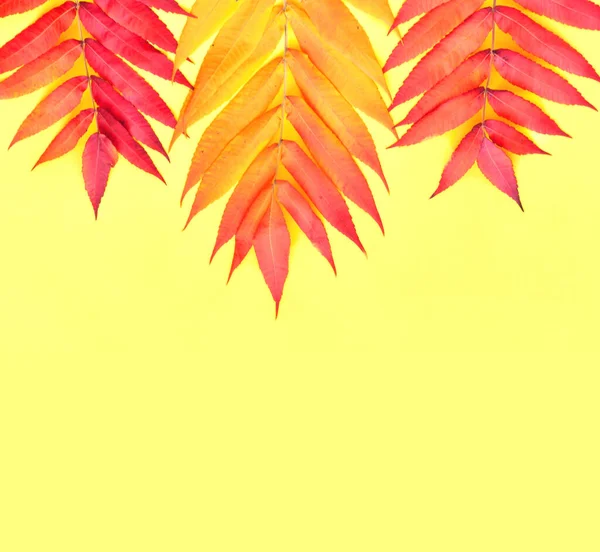 Fond tropical de feuilles colorées sur fond jaune. Humeur créative. Fond décoratif pour bannière, design d'affiche. Couleur tendance. Vue de dessus, gros plan — Photo