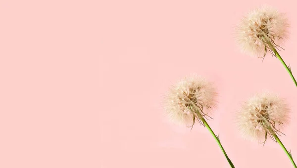 Kreative rosa Hintergrund mit weißen Löwenzahn Blütenstand. Konzept für festlichen Hintergrund oder Muttertag. Nahaufnahme — Stockfoto