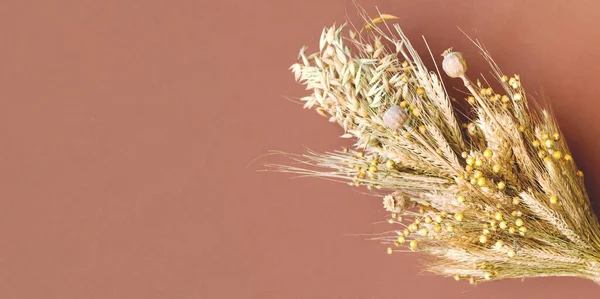 Creatieve lay-out van gedroogde bloemen en natuurlijke droge granen op beige achtergrond. Redder van de Honingfeestdag of genezende kleuren van de natuur. Close-up — Stockfoto