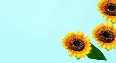Mavi arka planda parlak ayçiçeği. Yaratıcı Yaz Kompozisyonu. Yakın plan.