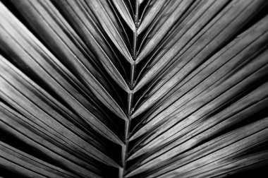 Gri tonda palmiye yapraklarının tropik arkaplanı. Web sitesi ya da metin tasarımı için şablon. Moda renkleri. Yaratıcı kopyalama alanı.