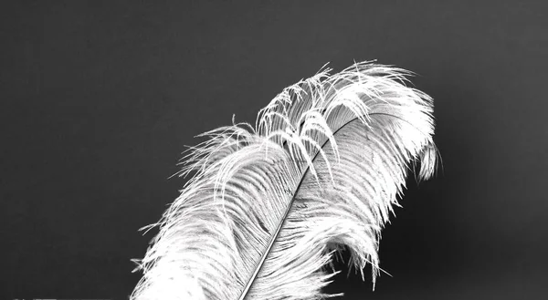 Ostrich feathers between Grayscale and white. Monochromatic design. Trendy color 2021. Creative copy space. — Stock Photo, Image