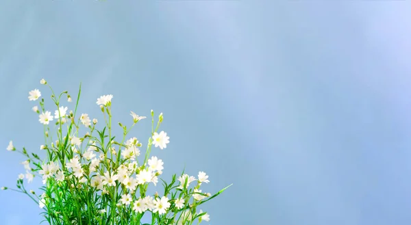 White wildflowers on blue background. Summer Equinox Day. Creative copy space for positive mood. Minimalist style