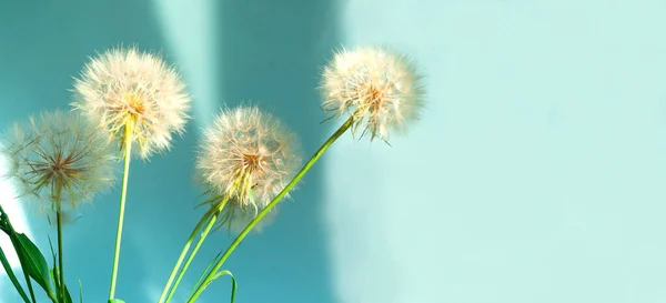 Witte paardebloemen bloeiwijze op blauwe achtergrond. Concept voor feestelijke achtergrond of voor project. Hallo Summer. Creatieve kopieerruimte — Stockfoto