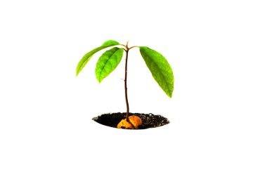 Avokado tohumundan yeşil filizlenen beyaz izole bir arka plan. Büyüme konsepti, tasarım için taklit. Yakın plan, kopyalama alanı