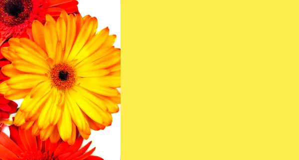 Abstrakter Hintergrund Mit Bunten Gerbera Blüten Festliches Konzept Oder Hallo — Stockfoto