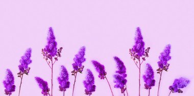 Pembe arka planda büyüleyici mor kuru çiçekler. Tasarım için çiçek gücü veya Yaratıcı alan. .