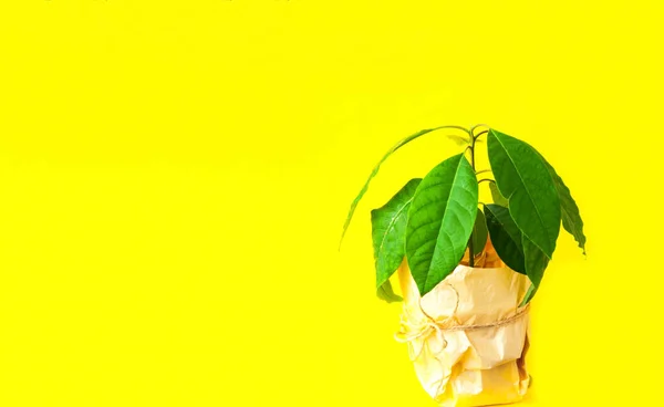 Avocado rostlina v květináči na žlutém pozadí. Pěstování domu v karanténě nebo kancelářské krajinářské koncepci. Creative copy space — Stock fotografie