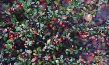 Yemyeşil yapraklar canlı kırmızı böğürtlenlerle doludur, doğal bir ortamda çarpıcı bir görsel görüntü yaratır, mevsimsel güzellik ve doğanın detaylarını vurgular.