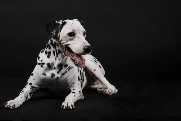 Dalmatyński Pies Siedzący Czarnym Tle — Zdjęcie stockowe