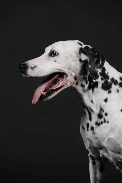 Stary Dalmatyński Pies Bez Przecinków Ustach Czarnym Tle — Zdjęcie stockowe
