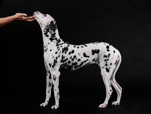 Osoba Pieszcząca Dalmatyńskiego Psa Stojącego Czarnym Tle — Zdjęcie stockowe
