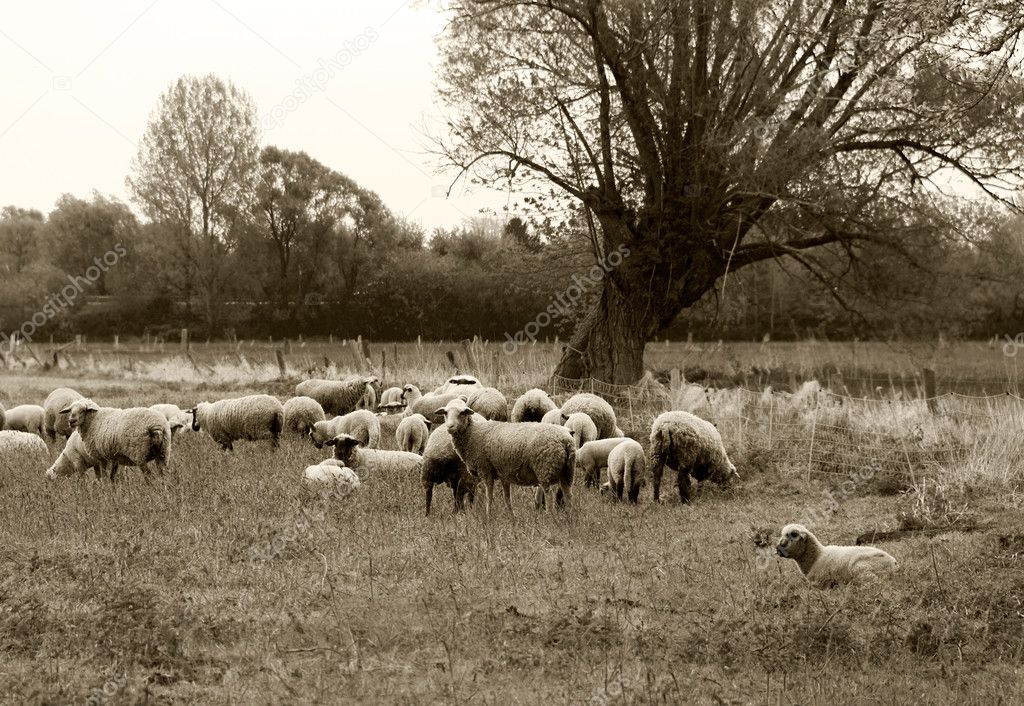 grazing nerd sheep on meadow