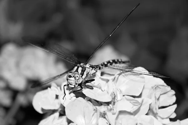 Dragonfly op een bloem in de tuin. Zwart-wit — Stockfoto