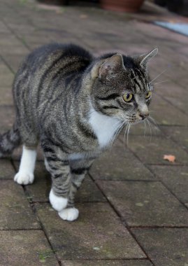 Tekir kedi evcil hayvan çizgili