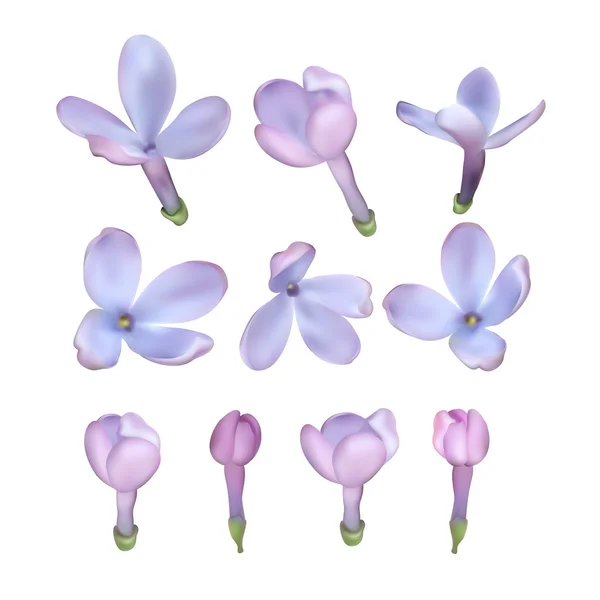 Conjunto de flores lila — Archivo Imágenes Vectoriales