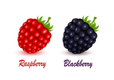 Raspberry and blackberry clipart