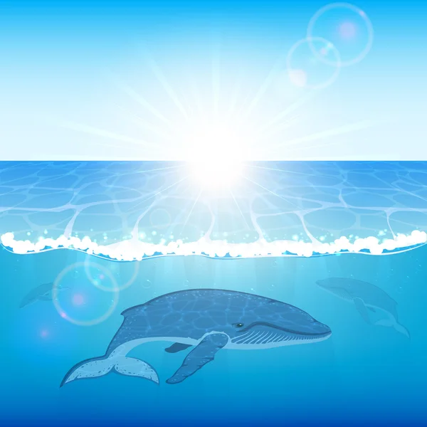 Ballenas en el océano — Vector de stock
