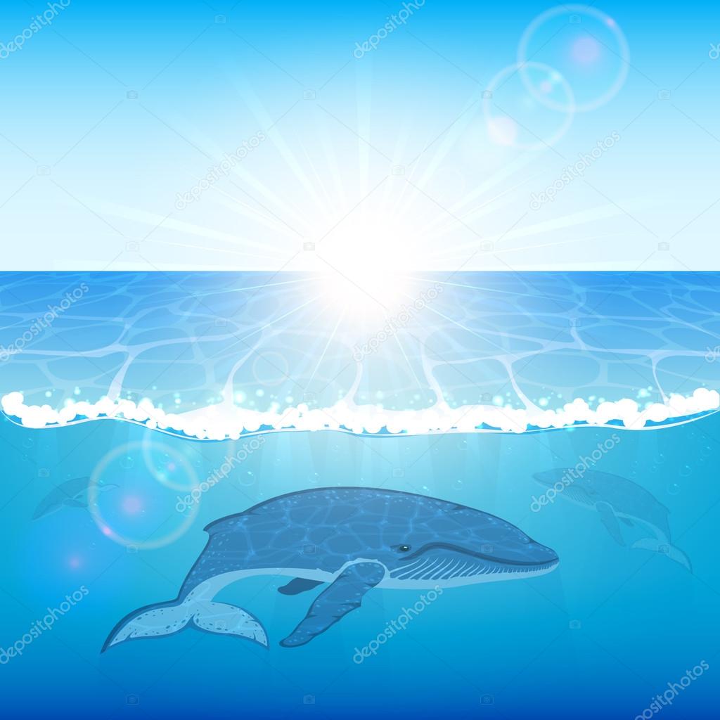 Whales in ocean